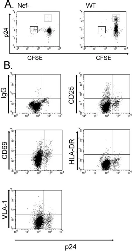 FIG. 1. Characterization of HIV type 1-infected CD4�ECs, infected with either Nef(A) FACS analyses of CFSE-labeled CD4p24cells