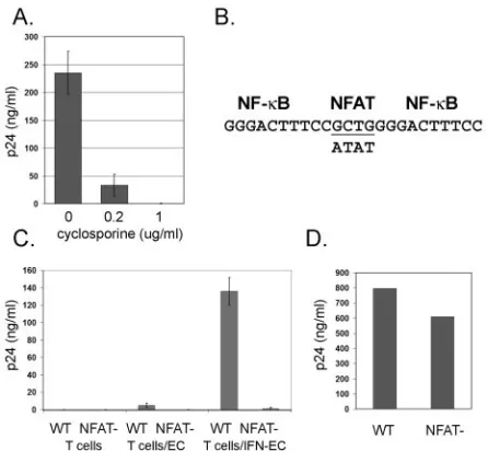 FIG. 6. Characterization of the role of NFAT in HIV production.(A) HIV release on day 9 postinfection (representing the peak) from