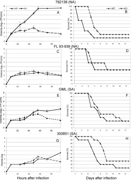 FIG. 7. Viremia and survival in strain 129 SV/EV IFN-�to 13 weeks old) were infected subcutaneously, and blood samples were collected at different time points