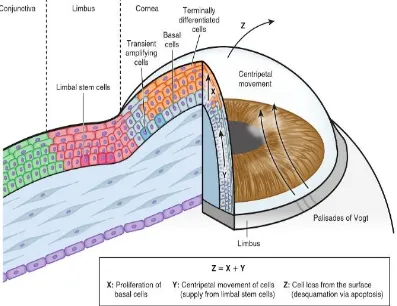Figure showing the Lineage of corneal epithelial cells[15]