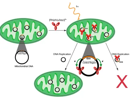 Figure 1.2. Multiple copies of mitochondrial DNA (black) are found in mitochondria (green) organelles within the cell