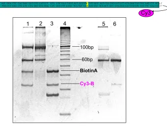 Figure 2.4. 12.5% acrylamide gel run at 12W for 1.5 hours showing in Lanes 1−6: mismatched 100mer (13 µM), matched 100mer (11 µM), three duplexes without ligase (A has biotin tag, B has Cy-3 tag, and M with/without mismatch), 5 µg of 10 bp marker, mismatch