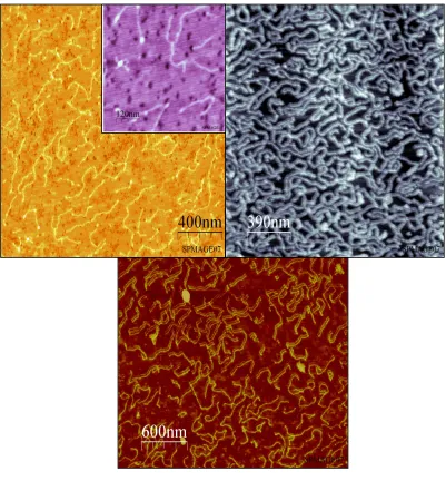 Figure 2.6.  (Top left) A 2 x 2 µm2 image using tapping mode AFM on a cleaved mica surface in air