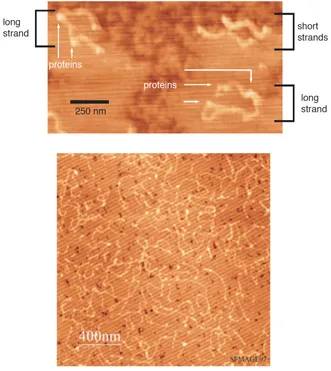 Figure 2.7. Measurements of repair protein distributions on DNA by AFM.  A zoomed-in view (top) and a zoomed-out view (bottom) of representative AFM images of DNA strands incubated overnight with wild-type EndoIII