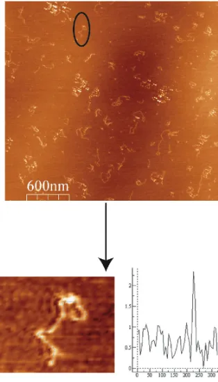 Figure. 2.8. Tapping mode AFM images of DNA and EndoIII protein on mica imaged in air