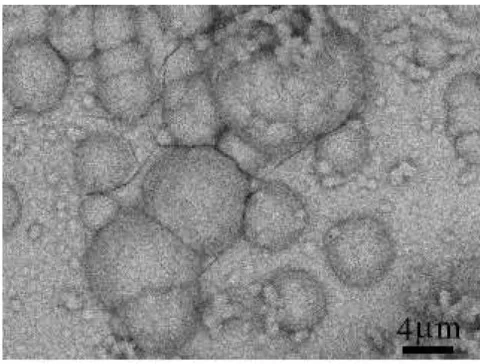 Figure 7.  SEM images of the Cu-Mo films electrodeposited in the solution including 0.75 mol/L sodium molybdate dehydrate (a) at an amplitude of 11 mA/cm2 and a frequency of 0.5 MHz, and (b) at an amplitude of 28 mA/cm2 and a frequency of 1 MHz