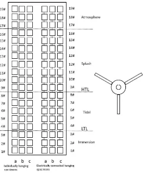 Figure 2. Schematic diagram of specimens loaded position in the marine corrosion simulation and acceleration test device