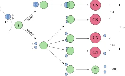 Figure 1.4: A representation depicting important reaction channels for colli-A compound nucleus is formed whensions of a two-cluster (a, b) weakly-bound nucleus P with a target nucleus T
