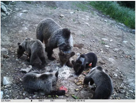 Fig 2: A GPScollared female with her cubs of the year feeds at an illegal feeding spot installed for photographing of bears