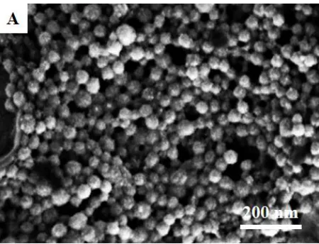 Figure 4. SEM top view image of nano-sized (CoL)Cl·4H2O complex.  
