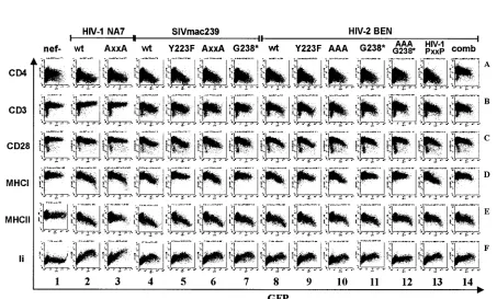 FIG. 7. The C terminus of HIV-2 Nef is critical for MHC-I down-modulation but not for other Nef functions