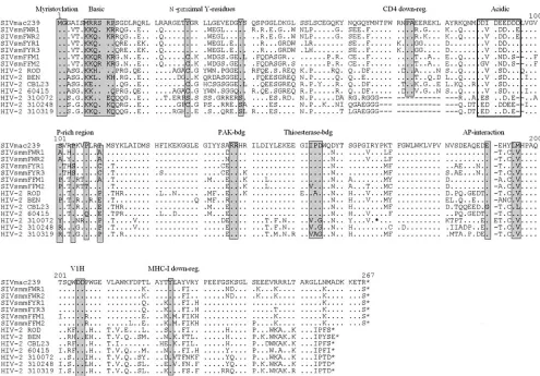 FIG. 2. Alignment of SIVmac239, SIVsm, and HIV-2 Nef sequences. The SIVmac239 sequence is shown in the upper row for comparison.Some conserved sequence elements in Nef, including the N-terminal myristoylation signal, N-proximal tyrosines (6, 8), PA residues known to be