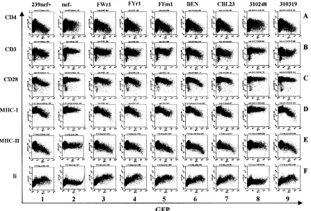 FIG. 4. Modulation of human cell surface receptors by SIVsm and HIV-2 nefcells were transfected with bicistronic vectors coexpressing the indicated alleles