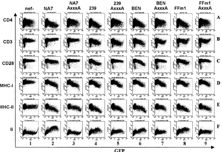 FIG. 6. The dileucine-based sorting motif in HIV-2 or SIVmac Nef is not required for down-modulation of CD3, MHC-I, and MHC-II surfaceexpression