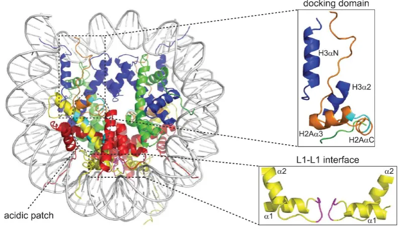 Figure 1.1.1 The nucleosome crystal structure. Nucleosomal crystal structure as described by Luger et al