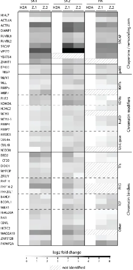 Figure 1.4.1 Heatmap of H2A.Z.1- and H2A.Z.2-nucleosome-specific binding proteins. Pull-down experiments with mononucleosomes derived from HK (HK) and SK-mel147 cells (SK1 and SK2) (each stably expressing GFP-H2A, GFP-H2A.Z.1 (Z.1) and GFP-H2A.Z.2 (Z.2)) w