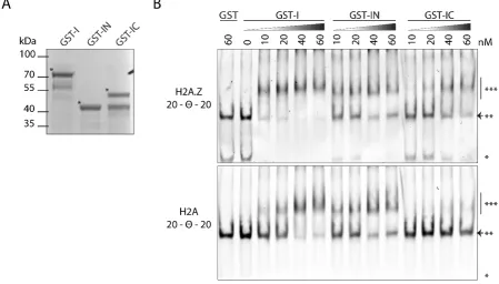 Figure 3.2.2 The internal region and its subparts directly bind to recombinant mononucleosomes