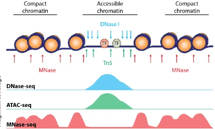 Figure 2: Schematic illustration of chromatin accessibility assays. DNase I (blue arrows) and Tn5 (green arrows) preferentially target regions of accessible chromatin (active CREs)