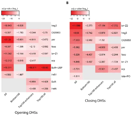 Figure 12: TF motif enrichment analysis reveals EcR and br as putative regulators of MNase-sensitivity changes