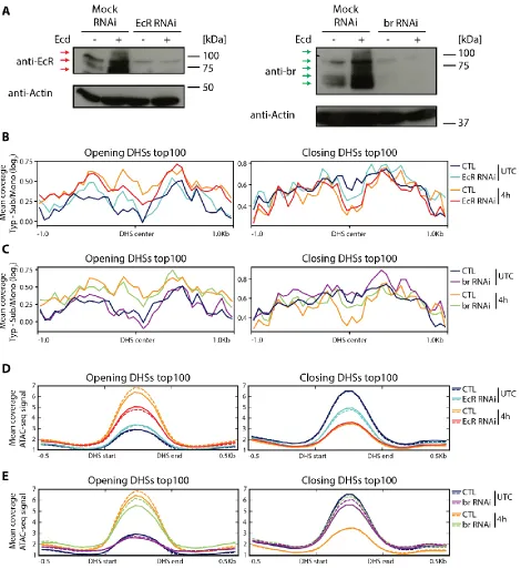 Figure 13: EcR and br knockdowns reveal alterations in MNase-sensitivity changes and chromatin accessibility in highly inducible CREs