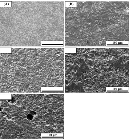 Figure 8.  SEM images of X70 samples at various stray AC current densities of (A) 0 A/m2, (B) 30 A/m2, (C) 100 A/m2, (D) 200 A/m2, and (E) 300 A/m2 in Dagang simulated soil solution