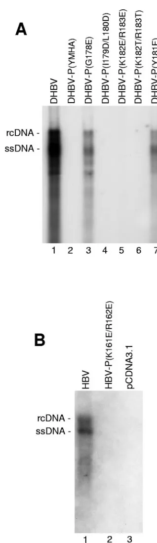 FIG. 5. Mutating T3 ablates DHBV and HBV DNA synthesis. Ex-pression constructs for DHBV and HBV genomes encoding wild-type