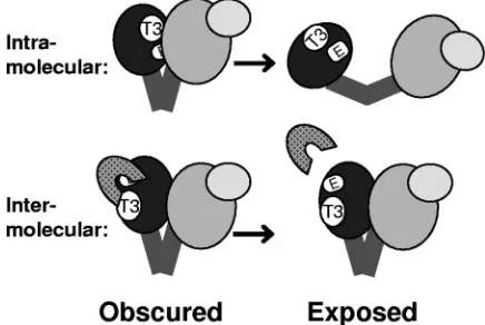 FIG. 8. Model for obstruction of epitopes by ligand binding at T3.Ligand binding at T3 blocks the exposure of the epitopes (E), and