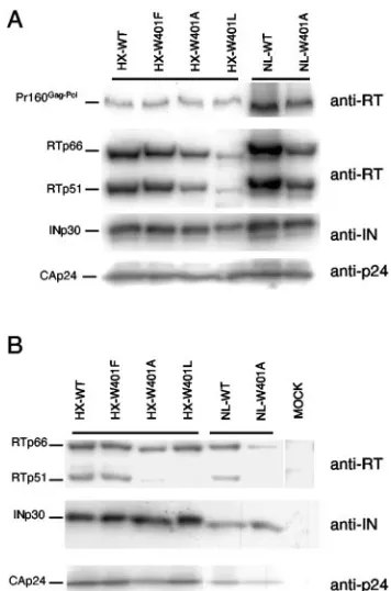FIG. 4. HIV protein proﬁles of viral and cell lysates from wild-typeand W401 mutant viruses