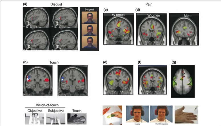 Figure 1. Shared brain networks, as revealed in fMRI studies on empathy for disgust, touch and pain