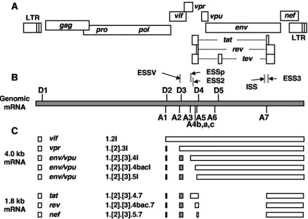 TABLE 1. Oligonucleotides used for site-directed mutagenesisa