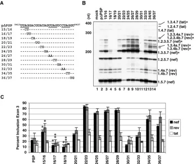 FIG. 2. Localization of splicing silencer activity within the NL4-3 ESSV. (A) The HIV-1 sequence within the context of the gagplasmid punderlined