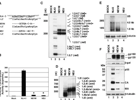 FIG. 3. ESSV is required for regulated splicing and efﬁcient replication of NL4-3. (A) ESSV within pNL4-3 was mutagenized as shown foreither the pNEVM or pNEU mutant