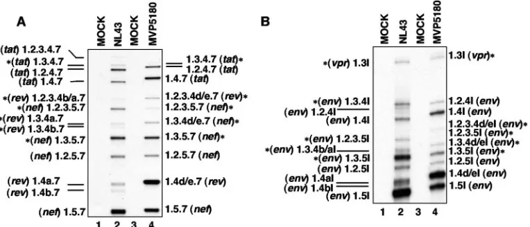 FIG. 5. Comparison of spliced mRNAs from cells infected with NL4-3 and group O virus MVP5180
