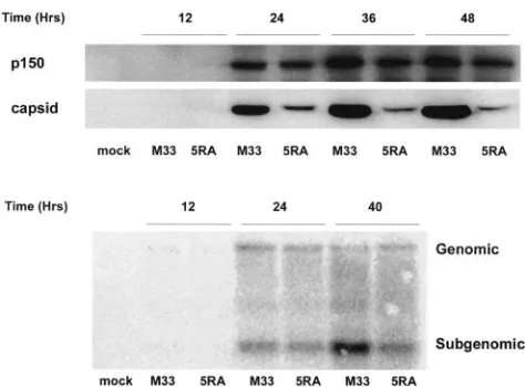 FIG. 8. Time course of virus protein and RNA expression in Verocells infected with wild-type and 5RA mutant virus