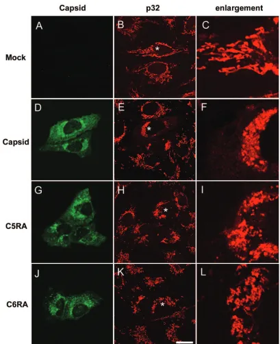 FIG. 9. Stable capsid-p32 interaction is required for efﬁcient clustering of mitochondria