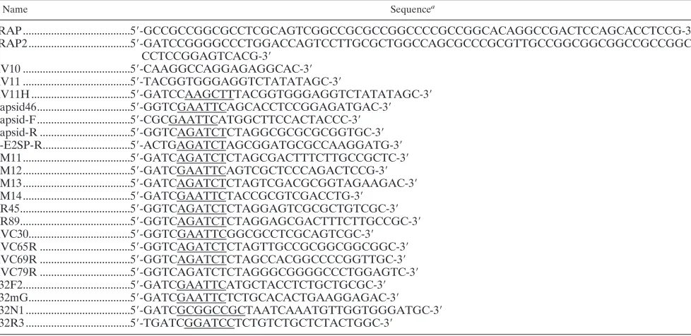 TABLE 1. Oligonucleotide primers