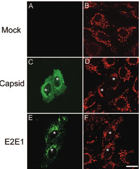 FIG. 1. Expression of capsid induces juxtanuclear aggregation ofmitochondria. Vero cells were mock transfected (A and B) or trans-