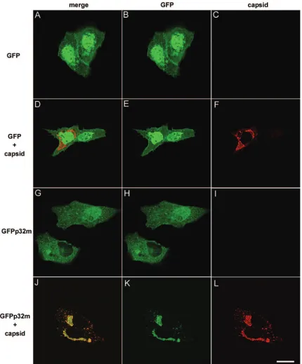 FIG. 3. Capsid recruits GFPp32m to the juxtanuclear region. Vero cells were transfected with expression vectors encoding GFP (A to C), GFPand capsid (D to F), GFPp32m (G to I), or GFPp32m and capsid (J to L)