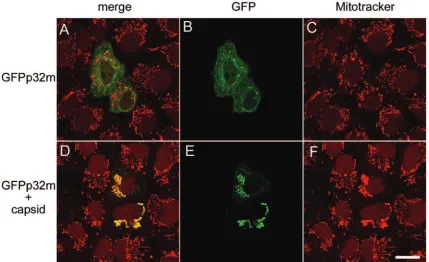 FIG. 4. Colocalization of capsid and GFPp32m occurs at mitochondria. Vero cells were transfected with expression vectors encoding GFP andcapsid (A to C) or GFPp32m and capsid (D to F)