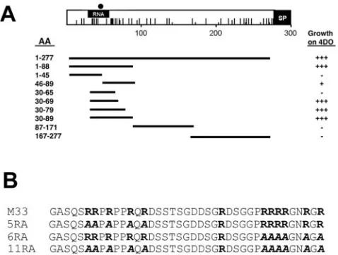 FIG. 5. Mapping of the p32-binding region of capsid. (A) Thep32-binding site is located in the amino-terminal region of capsid.