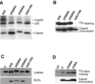 FIG. 6. Characterization of capsid RA mutants. COS cells were transfected with expression vectors encoding the RV structural proteins (24S)or the RV structural proteins containing arginine-to-alanine mutations in the capsid (24S5RA, 24S6RA, or 24S11RA)