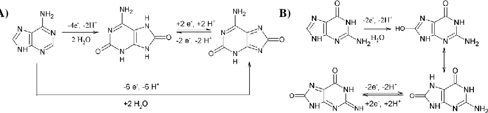 Figure 1. A) Adenine and B) guanine electrooxidation reactions, after [57] and [44], respectively