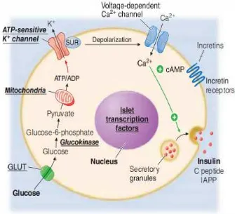 Fig 3: Mechanism of insulin secretion 23
