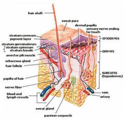 Figure 2: Structure of the human skin 