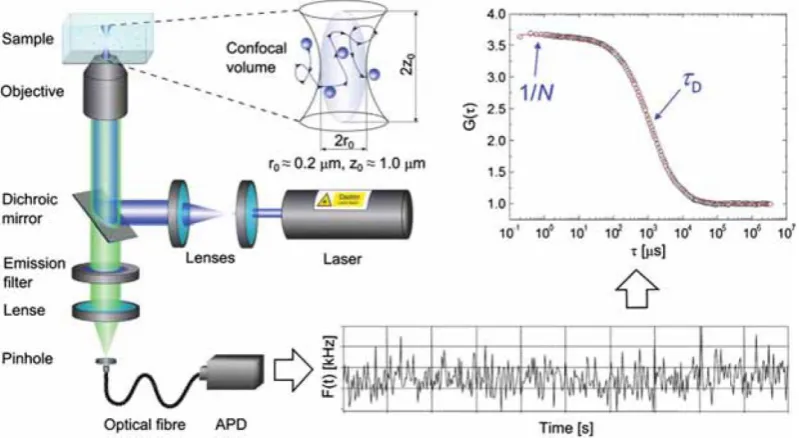 Figure 2-7. Schematic view of a FCS setup.15 A laser excites the ﬂuorophores in a liquid sample inside a confocal volume, the ﬂuorescence intensity is measured by an APDs capable of detecting single photons
