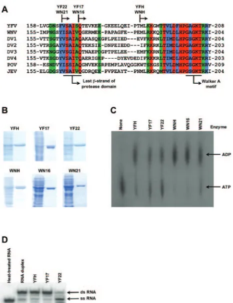 FIG. 1. Activity of recombinant ﬂavivirus helicase. A. Constructdesign. The N termini of the three YFV and three West Nile virus