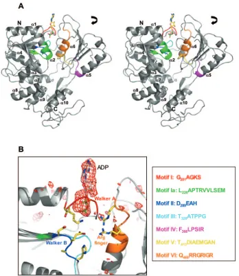 FIG. 2. Structure of the ﬂavivirus helicase. A. Overall structure. The stereo ribbon diagram shows domains 1 and 2 at the top and domain 3at the bottom