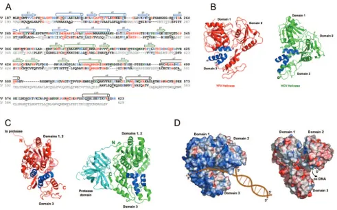 FIG. 3. Comparison of the ﬂavivirus and HCV helicases. A. Structure-based sequence alignment of YFV and HCV helicase regions