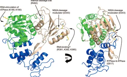 FIG. 4. Sites of functional relevance in the ﬂavivirus helicase. Side chains of key residues are shown in atomic detail