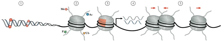 Figure 1: Overview of epigenetic modifications and mechanisms. Epigenetic modifications occur either on the DNA itself (DNA methylation (1)) or on histone tails (2)